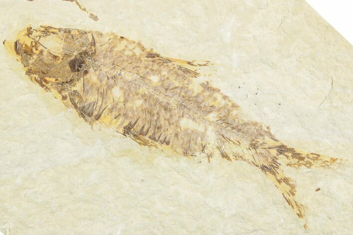 Fossil Fish (Knightia) - Green River Formation #237202